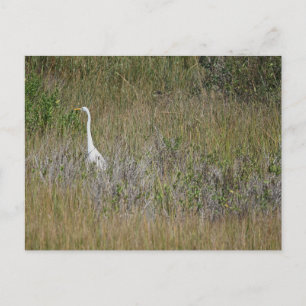 Heron in the Grass Postcard
