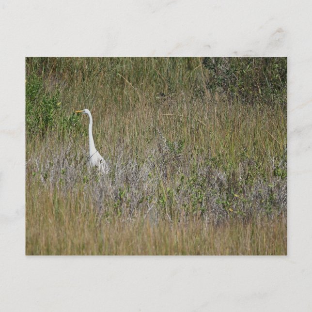 Heron in the Grass Postcard (Front)