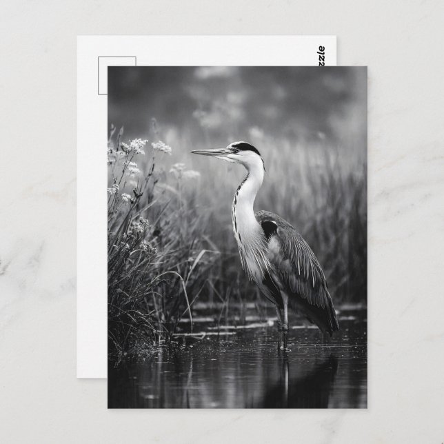 Heron in the Marsh Black and White Postcard (Front/Back)