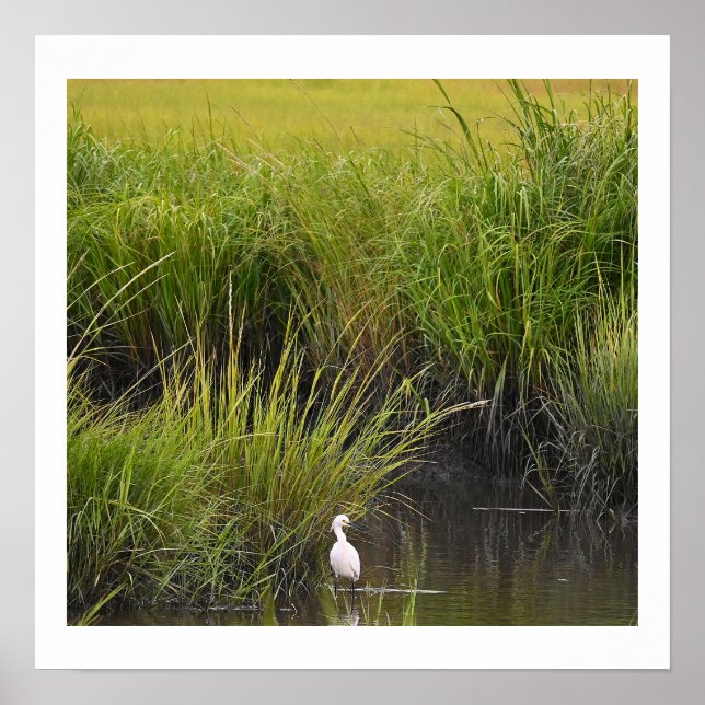 Heron in the Marsh Poster (Front)