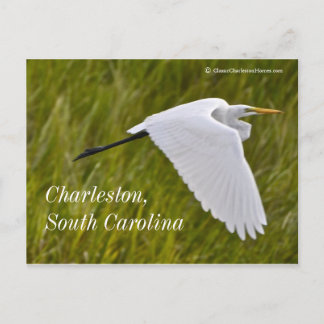 Heron of Charleston Postcard