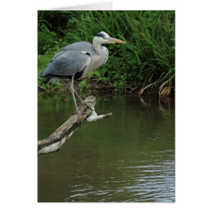Heron on branch