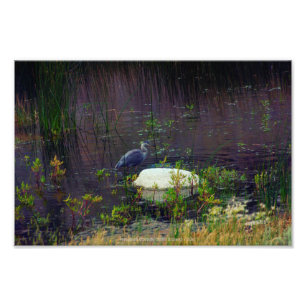 Heron P9687 Photo Print
