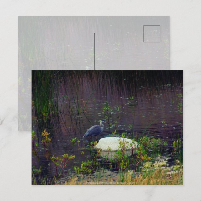 Heron P9687 Postcard (Front/Back)