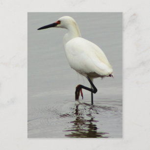 Heron Photo Postcard