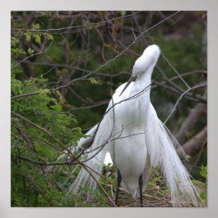 Heron Photo Poster