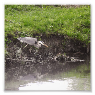 Heron Poised to Strike Photo Print