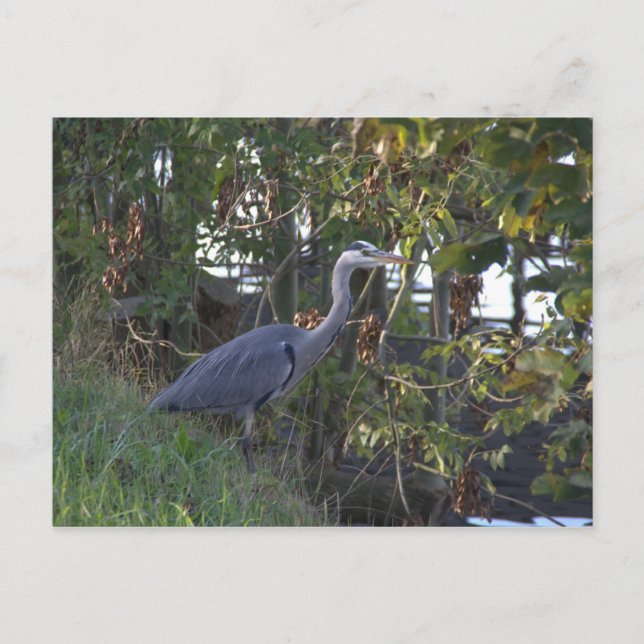 Heron Postcard (Front)