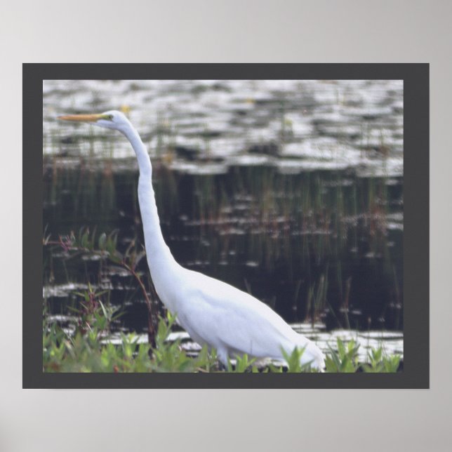Heron Poster (Front)
