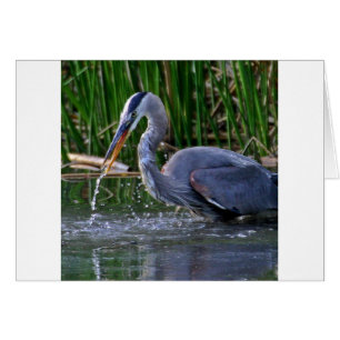 Heron Splash