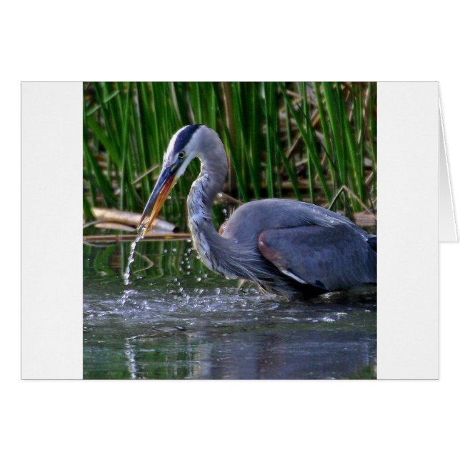 Heron Splash (Front Horizontal)