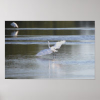 Heron Spreading Wings Photo Poster