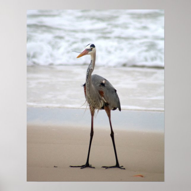 Heron Standing on the Beach Vertical Colour 16x20 Poster (Front)