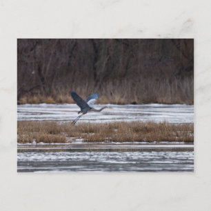 Heron Take Off Postcard