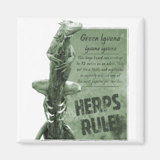Herps Rule Iguana Magnet