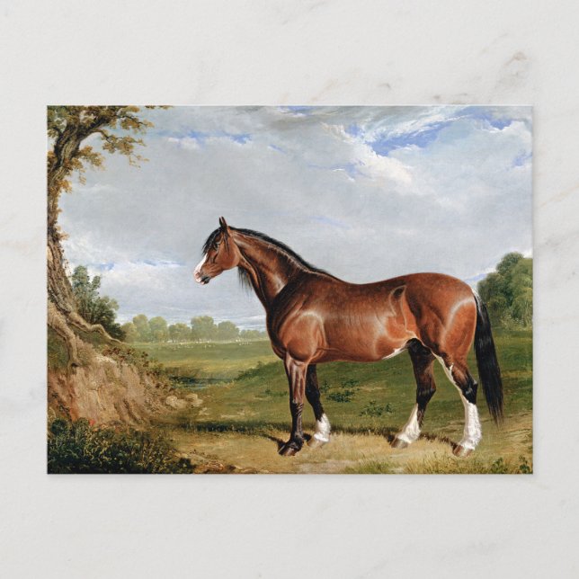 Herring - A Clydesdale Stallion, fine art, Postcard (Front)