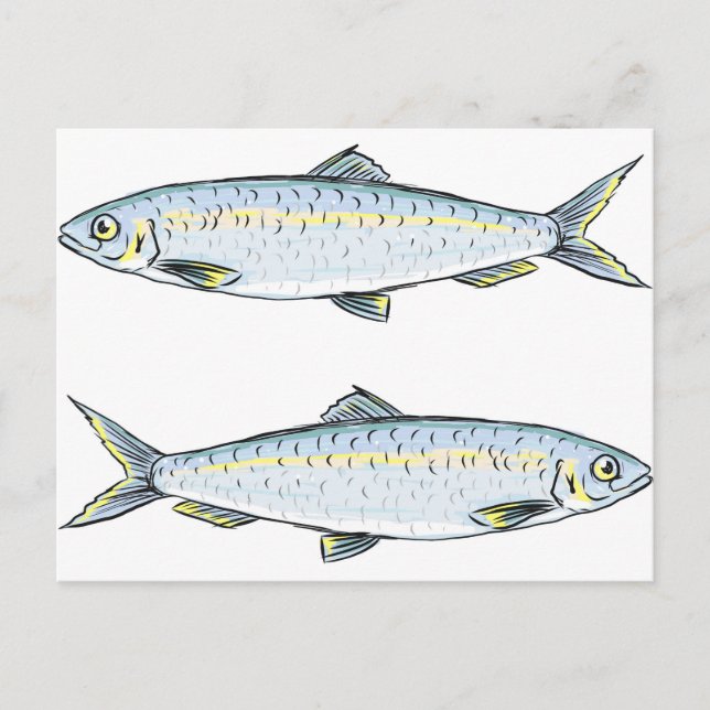 Herring Fish Sketch Postcard (Front)