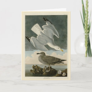 Herring Gull from John Audubon's Birds of America Card