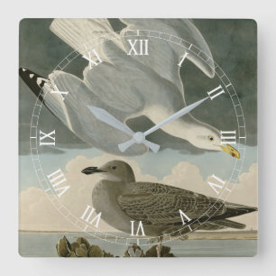 Herring Gull from John Audubon's Birds of America Square Wall Clock