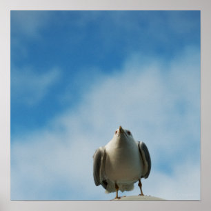 Herring Gull Print