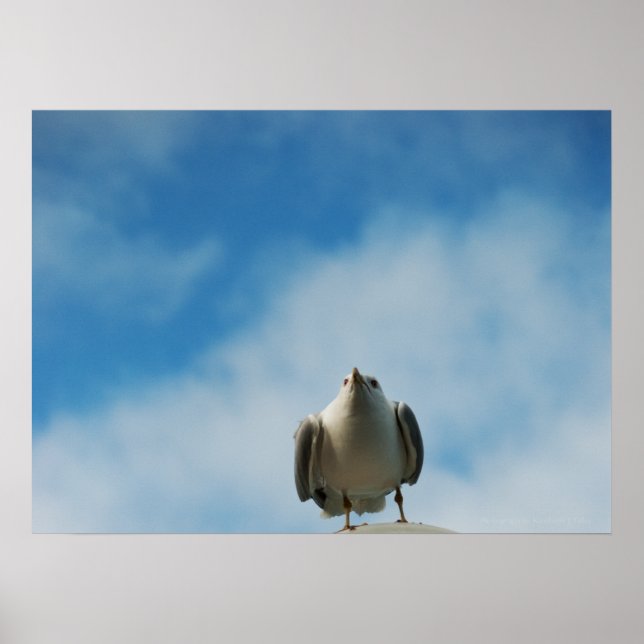 Herring Gull Print (Front)