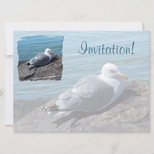 Herring Gull Resting on Rock Jetty: Invitation (Front)