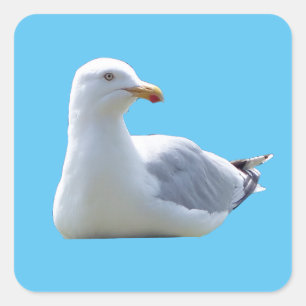 Herring Gull Sunbathing  Square Sticker
