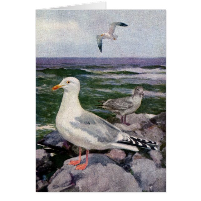 Herring Gulls on Rocky Shoreline (Front)