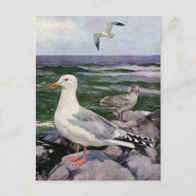 Herring Gulls on Rocky Shoreline Postcard (Front)