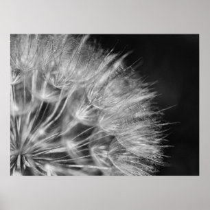 Herrliches Detail Pusteblume in schwarz weiß Poster