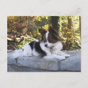 Hershey Kiss Hero Kennel Merchandise Postcard