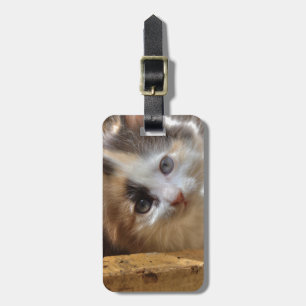 Heterochromia Calico Kitten Luggage Tag