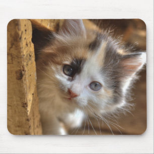 Heterochromia Calico Kitten Mouse Pad