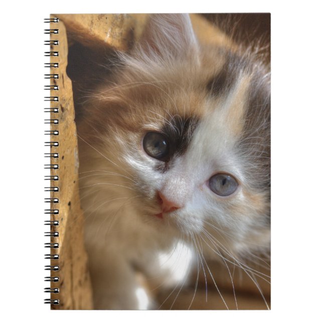 Heterochromia Calico Kitten Notebook (Front)