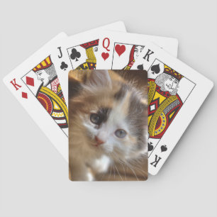 Heterochromia Calico Kitten Playing Cards