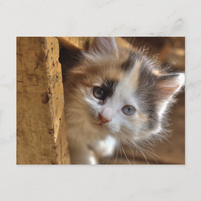 Heterochromia Calico Kitten Postcard (Front)