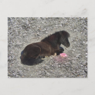 hety Shetland Pony Mini Horse Animal Pets Postcard