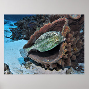 Hexagonal Trunkfish Poster