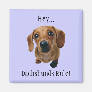 "Hey... Dachshunds Rule!" Magnet