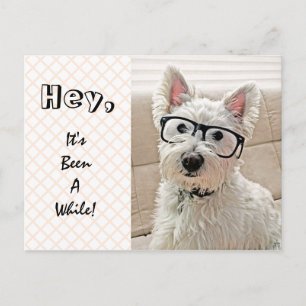 Hey, It's Been Awhile, Westie Wearing Glasses Postcard