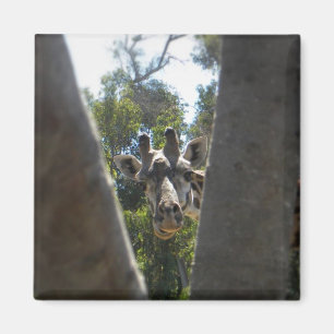 Hey There Giraffe Magnet