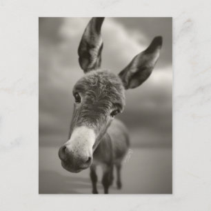 Hey There Postcard