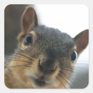 Hey there square sticker