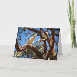 Hi Beautiful - Corella's Holiday Card