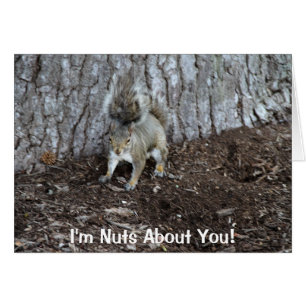 Hi def photography of a Squirrel, Good Sentiments