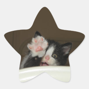 Hi kitten star stickers