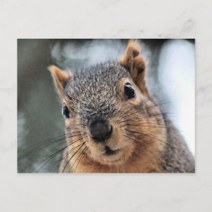 Hi Postcard