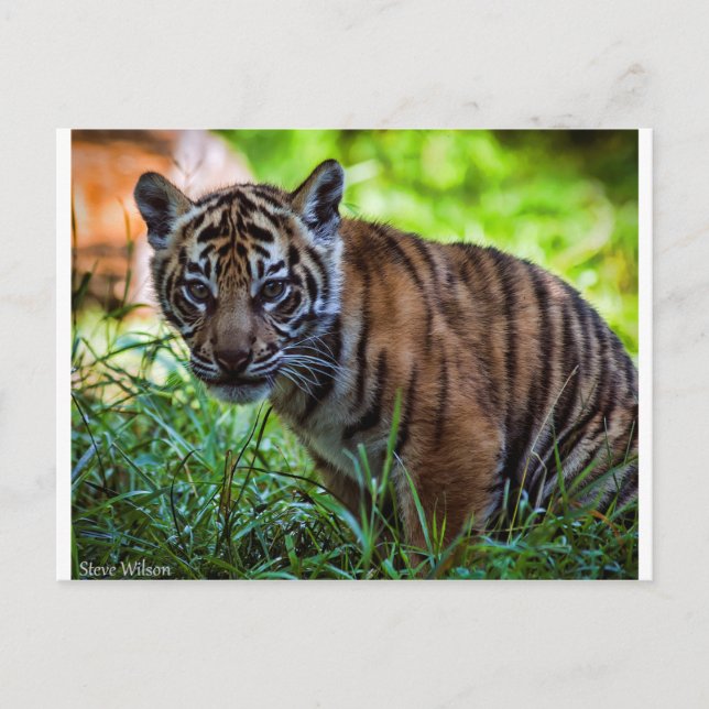 Hi-Res Sumatran Tiger Cub Postcard (Front)