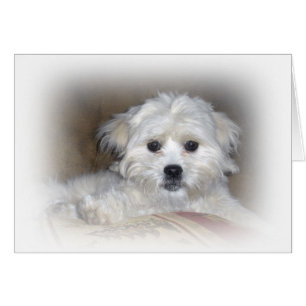 Hi There! Faded Shih Poo Puppy