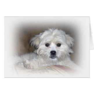 Hi There! Faded Shih Poo Puppy
